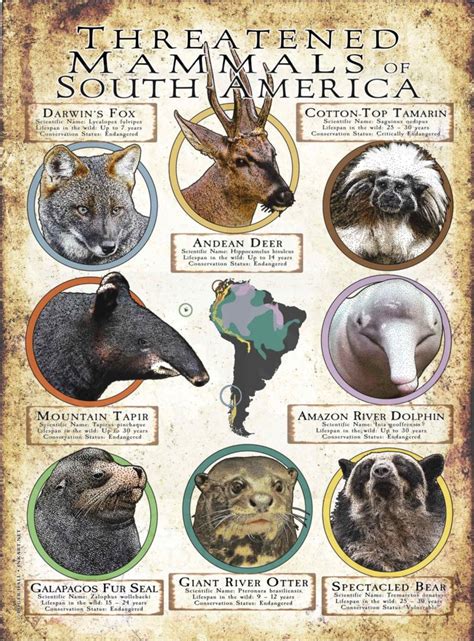 Threatened Mammals Of South America Poster Print