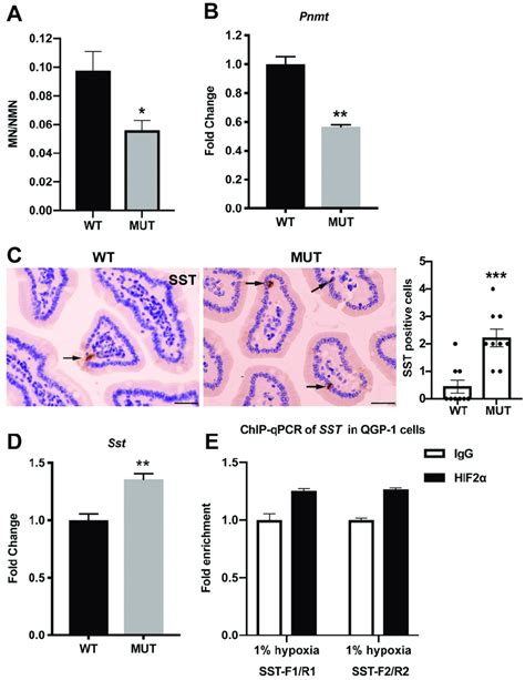 Epas1 A529V mutant mice recaptured the biochemistry characteristics of ...