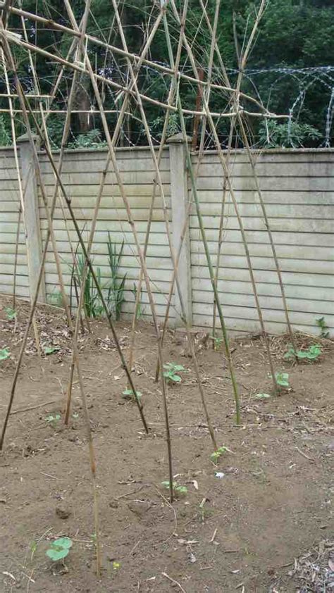 Vegetable Garden Trellis - Table Lamp Idea