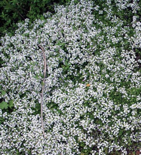 Ground cover plants shade – Artofit