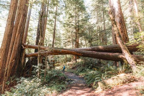 Hiking Tall Trees Grove In Redwood National Park Aspiring Wild