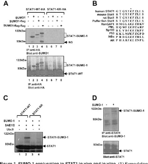 Figure From Pias Proteins Promote Sumo Conjugation To Stat