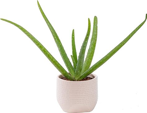 Amazon Costa Farms Aloe Vera Live Succulent Plant Indoor