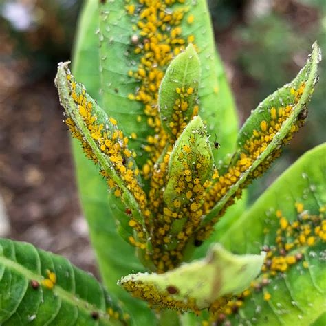 Aphids
