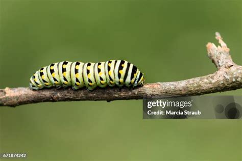 Black Swallowtail Caterpillar Photos And Premium High Res Pictures