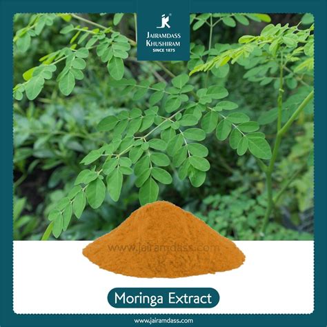 Manufacturer Of Moringa Oleifera Extract Jairamdass Khushiram