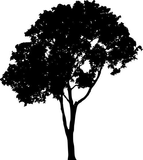 Tree Silhouette Clip art - tree vector png download - 1788*2000 - Free ...