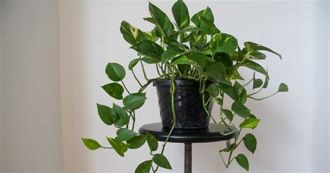 How To Repot A Pothos Plant A Comprehensive Guide Simply Houseplants