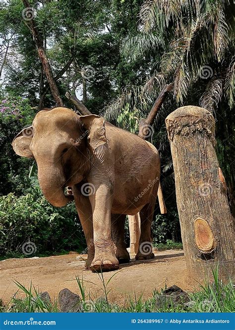 Big Elephant at Safari Zoo stock image. Image of elephant - 264389967