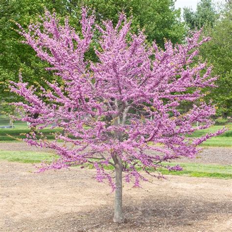 Garden Gems® Emerald Redbud Tree Stark Bros