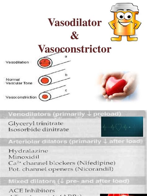 Vasoconstrictors And Vasodilators Vasodilation Shock Circulatory