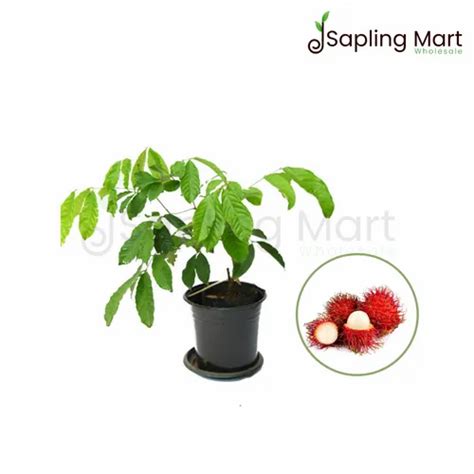 Rambutan Rongrien Plant At Rs 400plant Karnataka Bengaluru Id