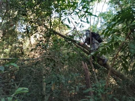 Misiones Guardaparques Destruyeron Trampas De Caza Y Reforzaron Las