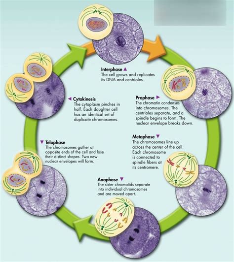 Cell Cycle Quiz 11 6 17 Diagram Quizlet