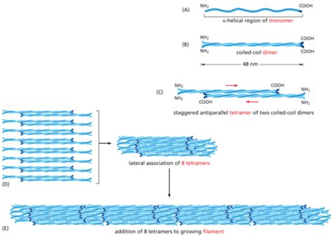 The Cytoskeleton Chapter 17 Intermediate Microtubule Actin Filaments