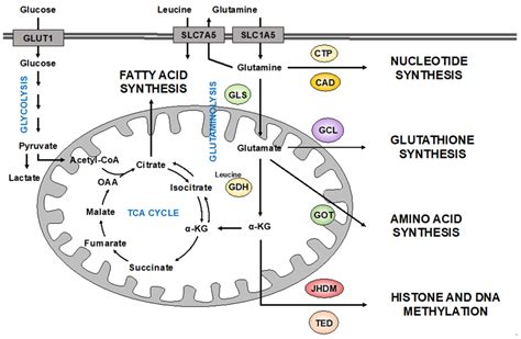 Glutamine Metabolism In Cancer Therapy