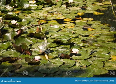 Beautiful Flowers In Natural Settings Beautiful Water Lilies Growing