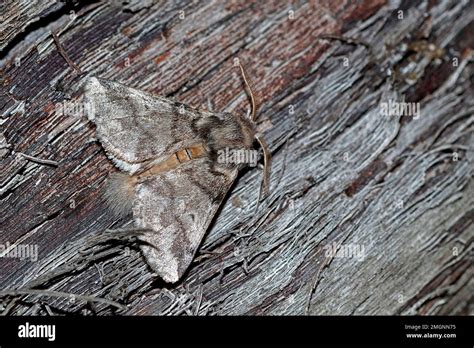 Oak Processionary Moth Thaumetopoea Processionea On Wood Top View