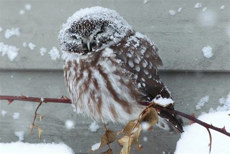 Boreal Owl: Elusive Nocturnal Predator with Unique Hunting Habits