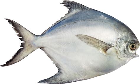 سمكة صور PNG شفافة الخلفية