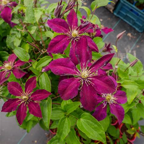 Powojnik Clematis wielkokwiatowy Westerplatte Cena Opinie Rośliny