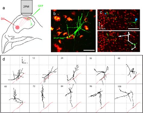 Two Photon In Vivo Imaging Reveals Migration Of Cells With Multipolar