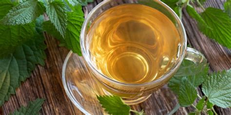 15 Nettle Tea Benefits Kent Tea Coffee Co