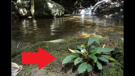 Encontrar plantas en ríos Así crecen tus plantas al natural YouTube