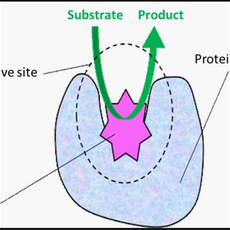 Scheme of enzyme structure showing protein structure, cofactor, and... | Download Scientific Diagram