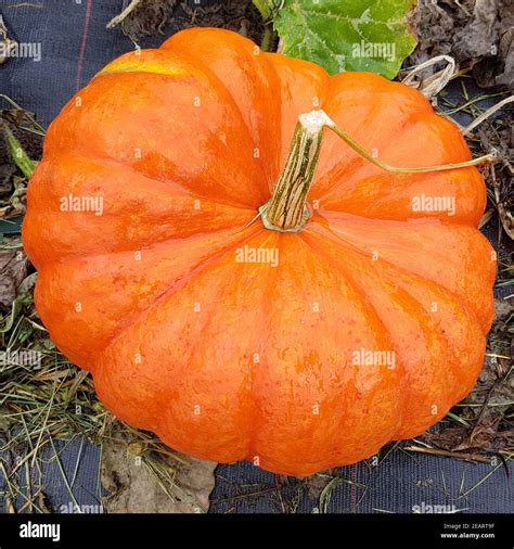 Cinderella Kuerbis Speisekuerbis Cucurbita Pepo Gartenfrucht