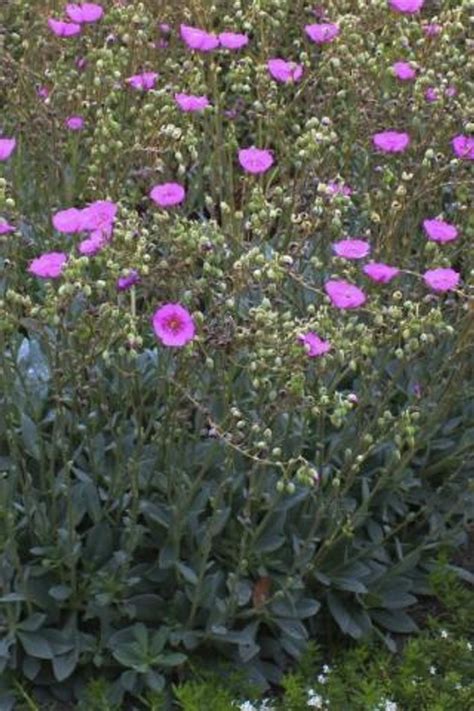 Calandrinia Spectabilis Devil Mountain Wholesale Nursery