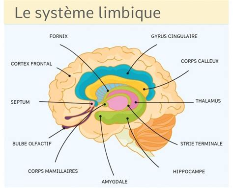 Lodorat Un Sens Souvent Sous Estim Xi