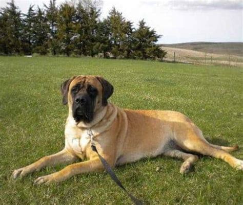 Saint Bermastiff (Saint Bernard & Mastiff Mix) Facts, Pictures ...