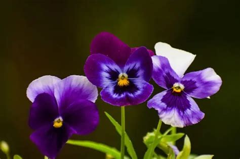 18 Rare Flowers Found Around the World