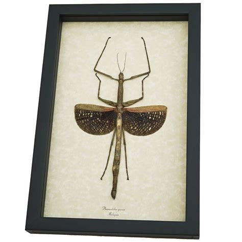 Real Framed Winged Stick Insect - Phasmatidae Taxidermy Display