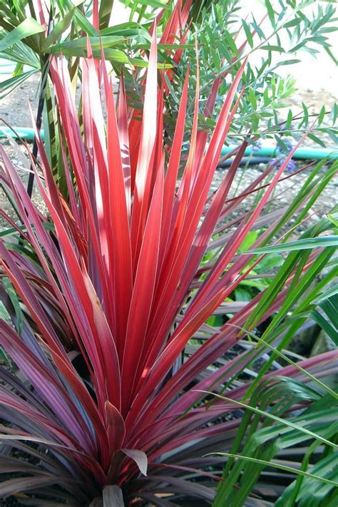 Summer Photos July 2011 Palms And The Tropical Look Dimagio