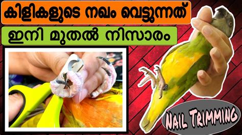 How To Trim Bird S Nail Malayalam Bird S Nail Trimming Malayalam Nail Cutting Nail Grooming