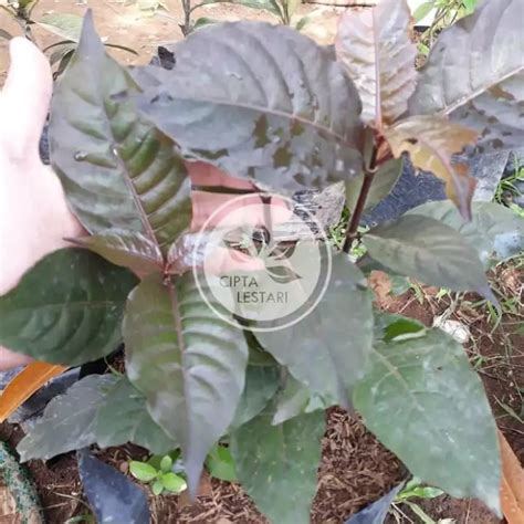 Detail Gambar Tanaman Daun Ungu Koleksi Nomer 24