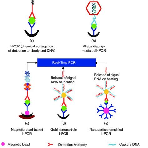 PDF Detection Of Potential Microbial Antigens By Immuno PCR PCR