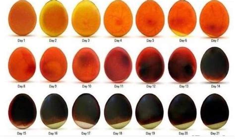 Guinea Egg Incubation Chart