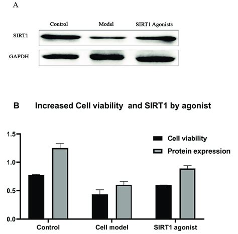 Sirt Expression And Cell Viability After Treatment With Sirt