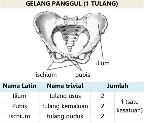 Gambar Tulang Gelang Panggul Dan Keterangannya Juwitala