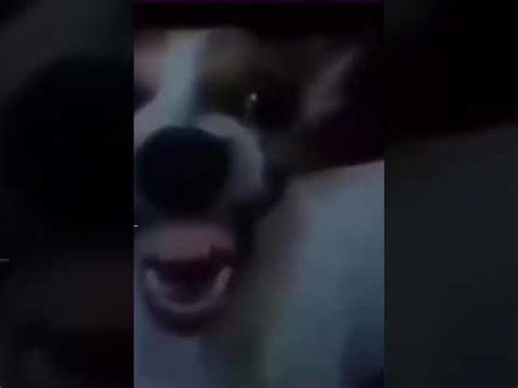 Dog Laughing Tiktok Meme - YouTube