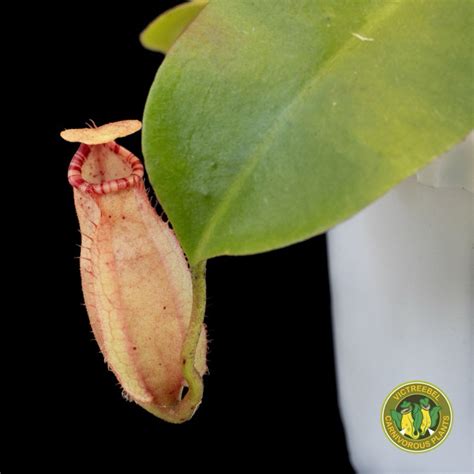 Nepenthes Viking X Veitchii Bario Pitcher Plant Carnivorous Plant