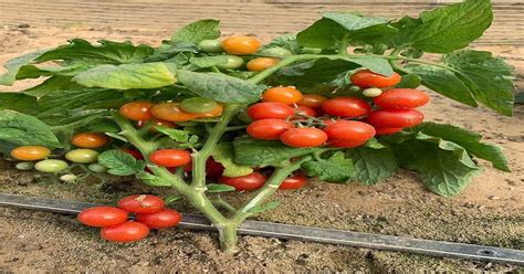 Tomato Farming: Cultivation Techniques For Growing Perfect Tomatoes ...