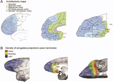 Figure 1 from Emotion and the Prefrontal Cortex: An Integrative Review ...