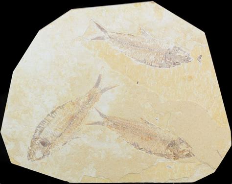 Multiple Knightia Fossil Fish - Green River Formation (#48120) For Sale - FossilEra.com