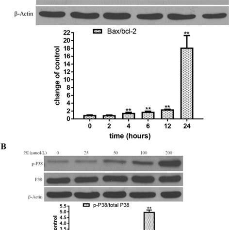 Effects Of Bi On The Cell Cycle And Apoptosis In Mcf Cells The Cells