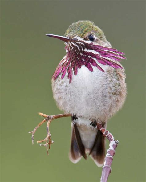 Bird In Everything: Hummingbirds Habitat