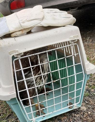 Poiana Ferita Salvata Nelle Campagne Di Gaggio FOTO Modenaindiretta